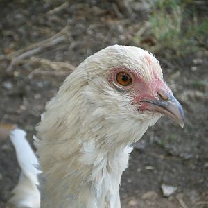 My Porcelain d'Uccle pullet, Temple (after Temple Grandin)