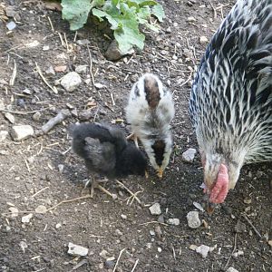 My Columbian Wyandotte, Cassie, and her chicks.