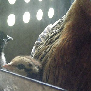 Cute Chick again again!