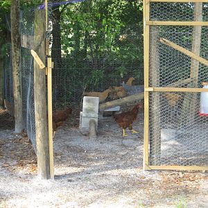 The girls play pen. We have since added more room. It is now 50ft x15ft. This should keep them happy when they can't come out to play in the barn yard.