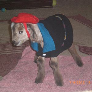 Lit' Ike at 1 day old. He got fluid in his lungs at birth and we had to revieve him. His twin sister is doing great. He couldn't keep his body temp, so I put a sweater on him,and of course the cowboy hat. The hat didn't stay long but the sweater did.