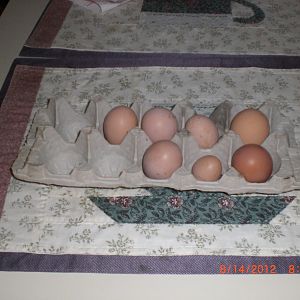 The first eggs. I'm so proud.