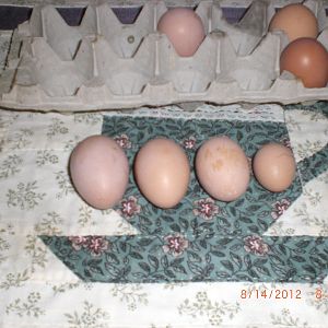 From doubles to no yolk at all. Great job girls