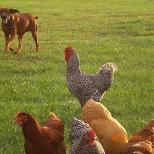 The rooster letting the dog know she is to close to his girls. Great job Mr. Rooster,your the man. They are 6 months old. Rhode island reds, Dominique,Buff orpingtons