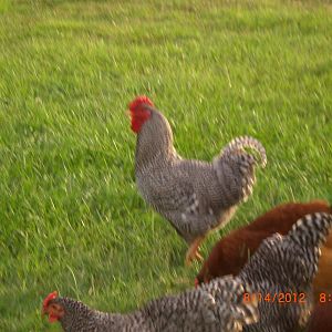 Pretty rooster