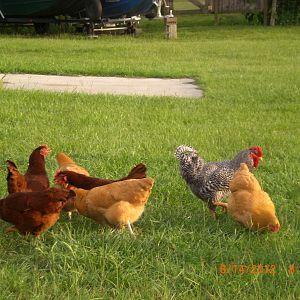 The girls and rooster enjoying the barn yard.
