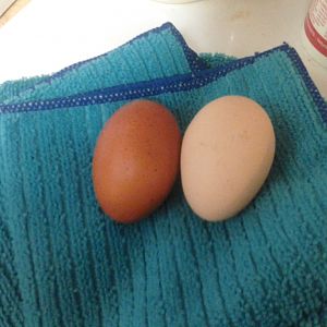 Wellie pullet egg on the left, red star egg on the right.