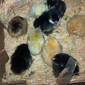 Chicks fresh from post office, August 22nd.  Probably 3 days old.