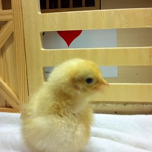 Buff Orpington