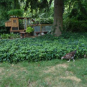 Babs on her first forage in the yard.