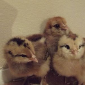 the flock