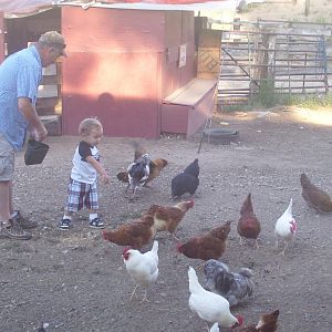 My husband and our 2 year old grandson feeding the chickens their morning scratch.  This photo was taken before we remodeled the chicken coop and hen house.  The other pics in this album are after the remodel.
