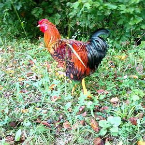 Our new LOVELY rooster, Mike.