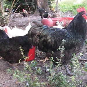 Outback and 1 of the pullets at 6 months