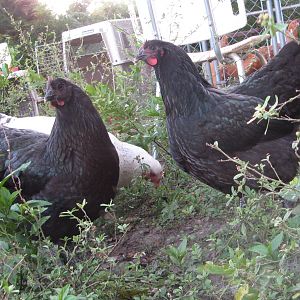 Pullets at 6 months.  Their combs and wattles are just starting to turn red.