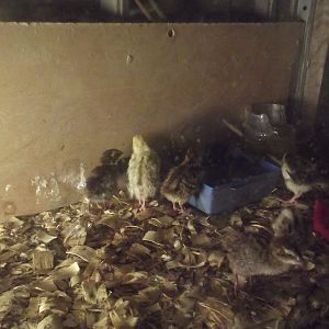 Hatched Saturday September 1st