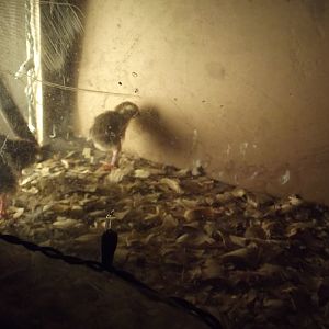 Hatched Saturday September 1st