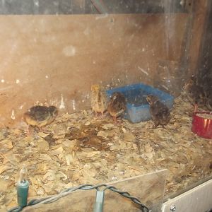 Hatched Saturday September 1st