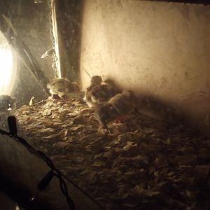 Hatched Saturday September 1st
