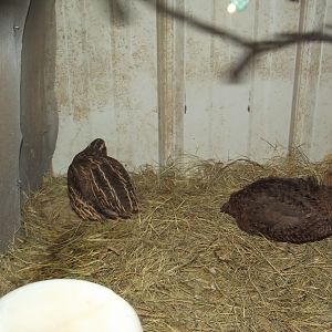 Breeding stock