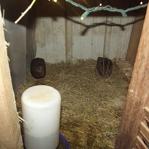 Breeding stock