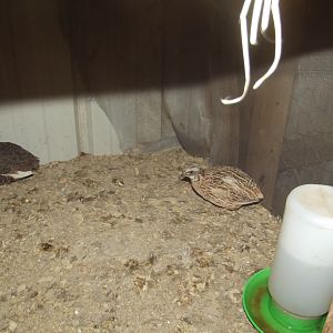 Breeding stock