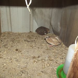 Breeding stock