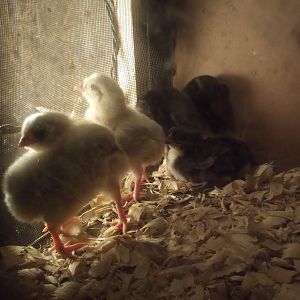 Hatched Saturday September 1st