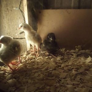 Hatched Saturday September 1st