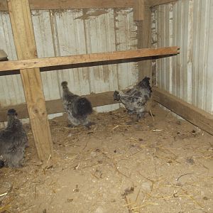 Silkies