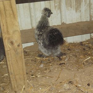 Silkies