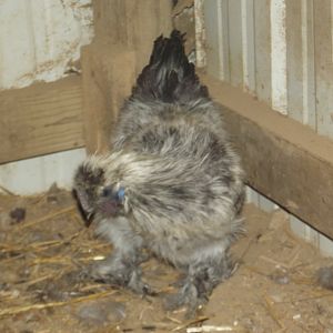 Silkies