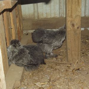 Silkies