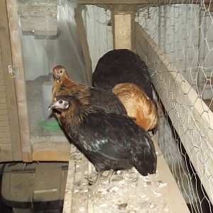Barnyard mix Pullets