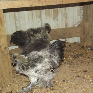 Silkies