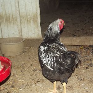 SLW Cockrel