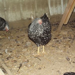 SLW Pullet