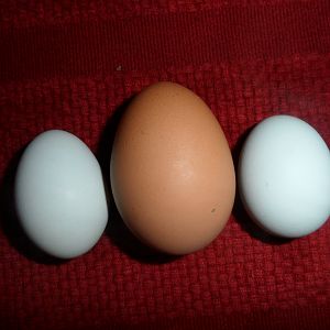 first two Araucana eggs.