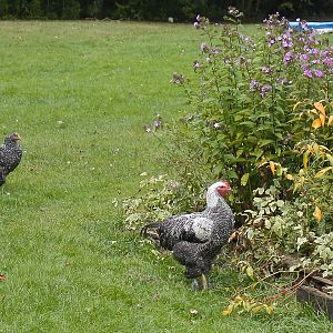 Cochin mixes free ranging
