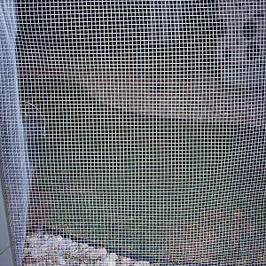 A view from "sandbox" area under the main coop looking out to the yard.  See my polka dot bee hive in the background