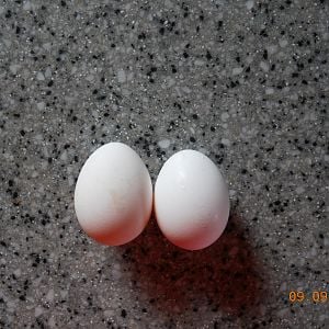 2 more eggs :-)