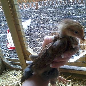 deon wellsummer - 4 wks