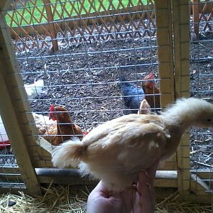 honey buff orp 4 wks