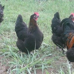 Cottage Hill Black Copper Marans - Granite Plains - Marble Falls, Texas
