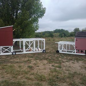 The comparison between out Bantam coop and our standard coop