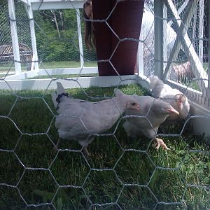 This is Hannah, Mrs. B and Rudy the first day we got them.