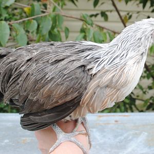 Silver Phoenix pullet at 3 months