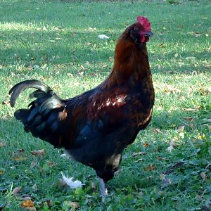 This is Dude a second generation from Wynette's birds.