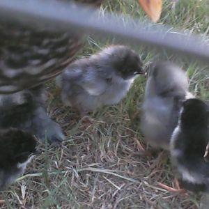 My new Blue and Black Marans chicks.