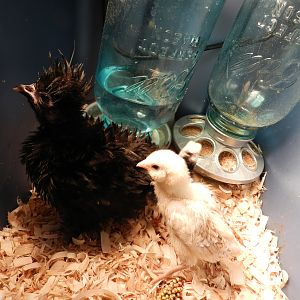 Frizzle, Ameraucana, Mockingjay, omelette